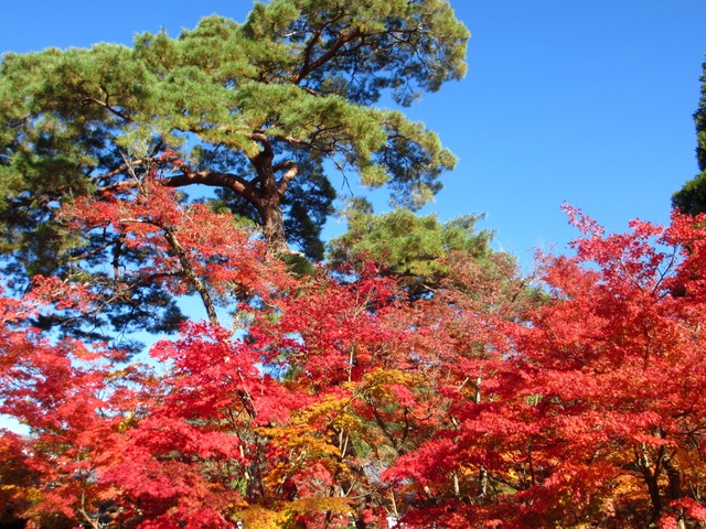 autumn-leaves-2012-eikando-6