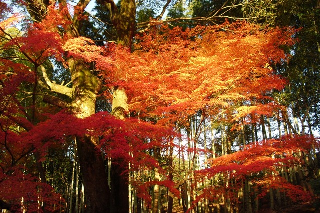 autumn-leaves-2012-shinnyodo-24