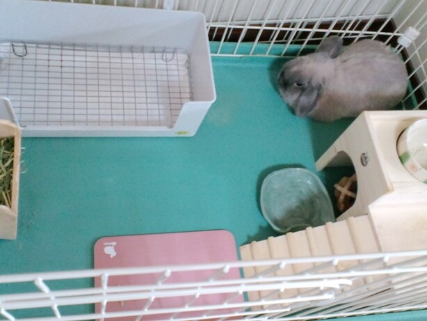 mypet-rabbit-sora-100710-1
