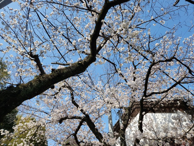 cherry-blossom-230329-3