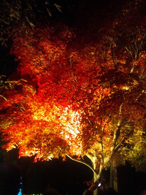 autumn-leaves-2011-kiyomizudera-3