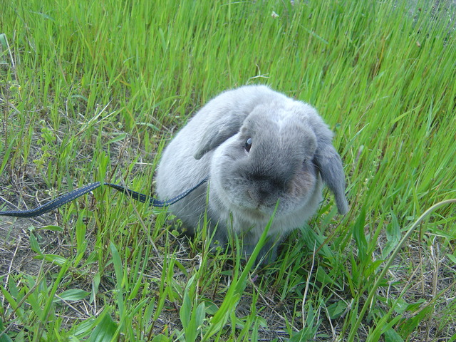 mypet-rabbit-sora-usanpo2011-6