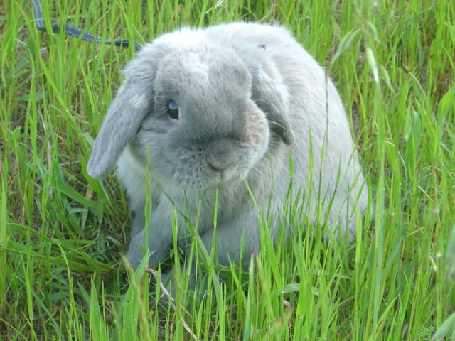 mypet-rabbit-sora-usanpo2011-4