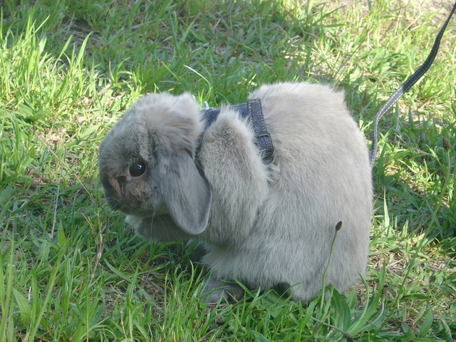 mypet-rabbit-sora-usanpo2011-3