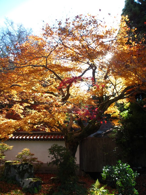 autumn-leaves-2012-nanzenji-4