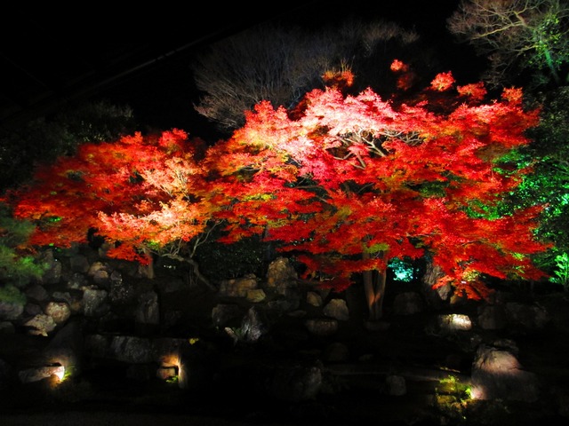 autumn-leaves-2012-entokuin-10
