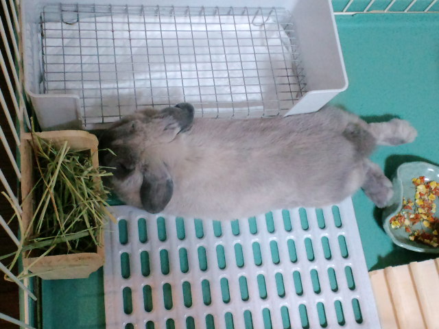 mypet-rabbit-sora-100523-2