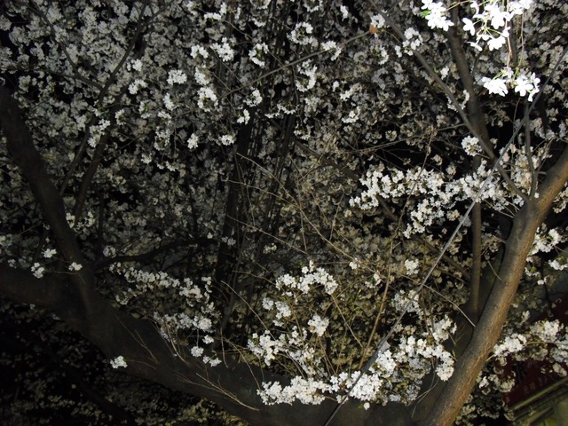 cherry-blossom-fushimi-jyukkokubune-2012-11