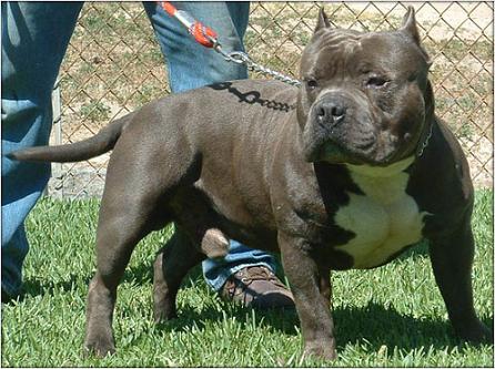 アメリカン・ピット・ブル・テリア：犬種の特徴と飼い方