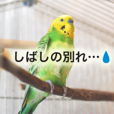 たまご日記 -はじめての妊娠&子育て-