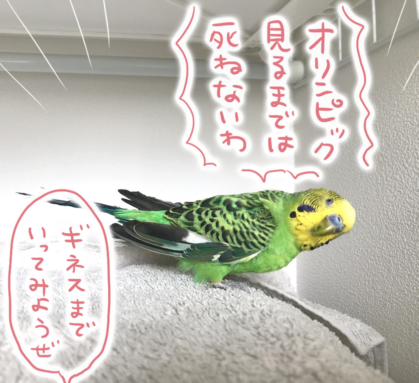 寿命と戦うご長寿インコ 2年間の話 たまご絵日記 2児のかあちゃん奮闘記 Powered By ライブドアブログ 寿命と戦うご長寿インコ 2年間の話 たまご絵日記 2児のかあちゃん奮闘記 Powered By ライブドアブログ