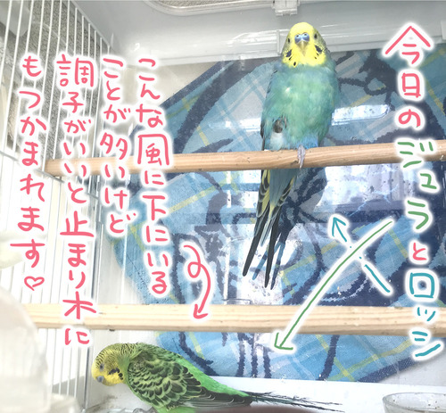 IMG_2306 のコピー