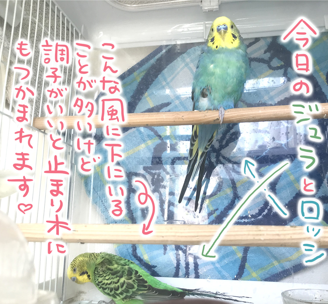 寿命と戦うご長寿インコ 2年間の話 たまご絵日記 2児のかあちゃん奮闘記 Powered By ライブドアブログ 寿命と戦うご長寿インコ 2年間の話 たまご絵日記 2児のかあちゃん奮闘記 Powered By ライブドアブログ