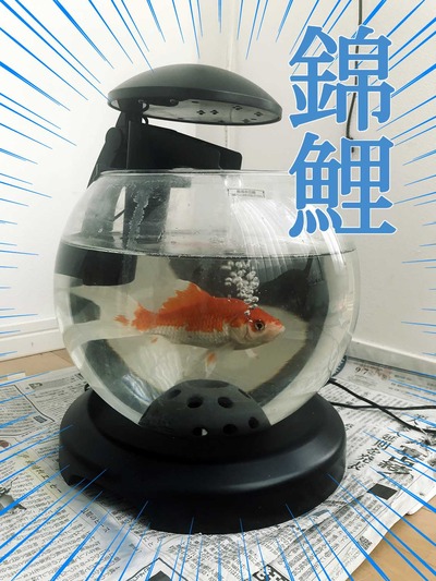 kin２