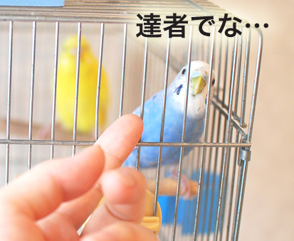 たまご日記 -はじめての妊娠&子育て-