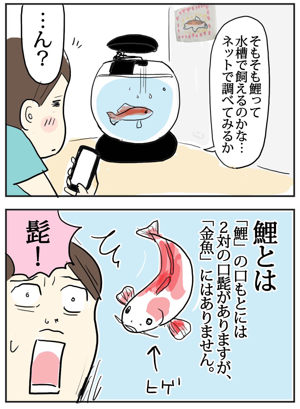 鯉が我が家にやってきた たまご絵日記 2児のかあちゃん奮闘記 Powered By ライブドアブログ 鯉が我が家にやってきた たまご絵日記 2児のかあちゃん奮闘記 Powered By ライブドアブログ