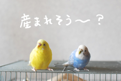 たまご絵日記 -はじめての妊娠&子育て-