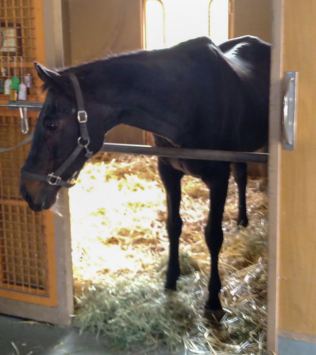 馬の生きる道ツアー ウイニングチケットに会ってきました 万年筆とヌルリフィルの部屋 Pen Saloon