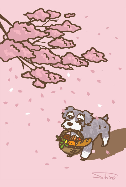 sakura