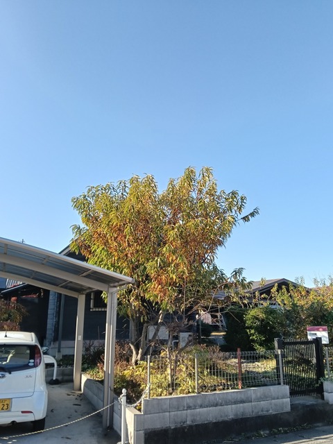 IMG20251201090259
