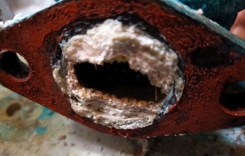 coral in pipe