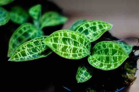 Macodes petola platinum マコデス ペトラ プラチナム Macodes petola Platinum マコデス ペトラ プラチナム - メルカリ