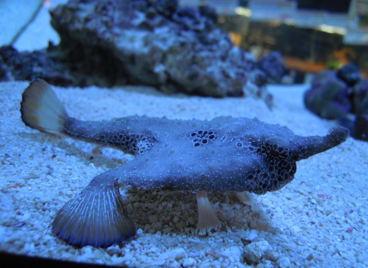 珍生物またまた入荷 ペンギンビレッジぶろぐ 水中たより 有楽町店