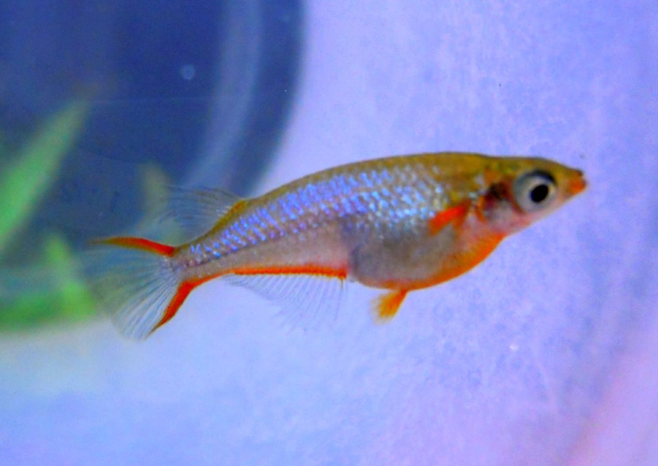 コリドラス入荷 ペンギンビレッジぶろぐ 水中たより 有楽町店