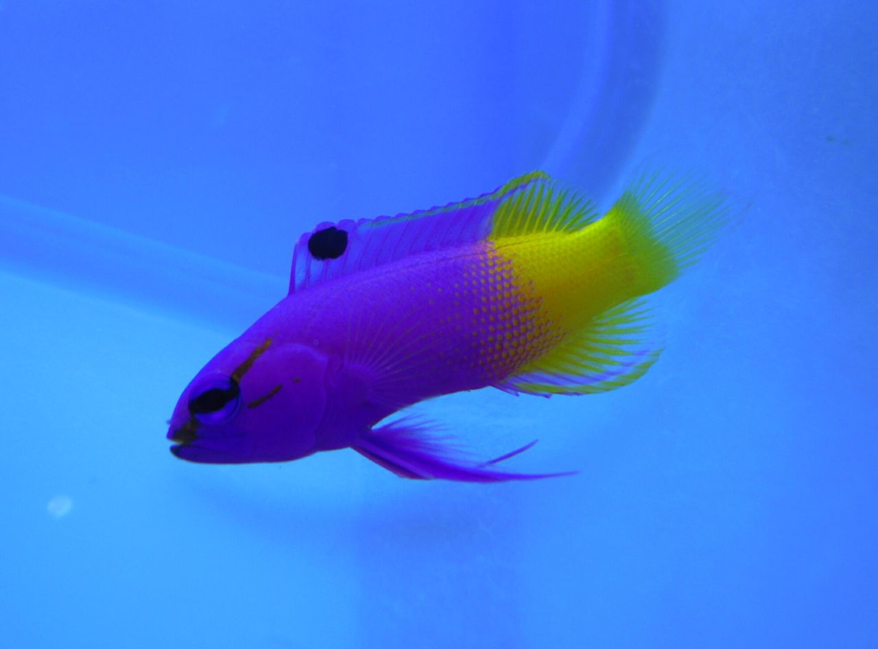 最新入荷情報 ペンギンビレッジぶろぐ 水中たより 有楽町店