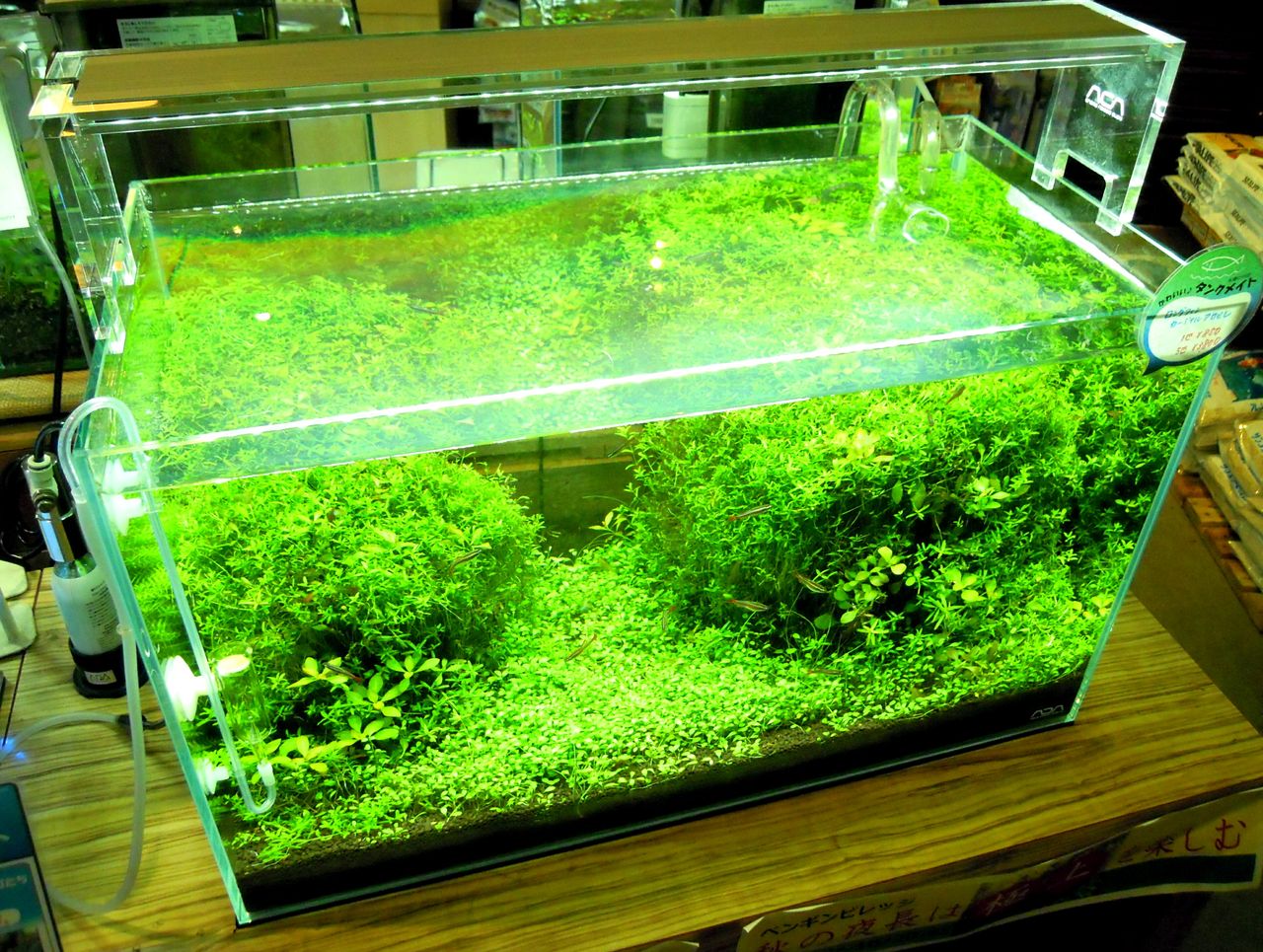 オーダーレイアウト ペンギンビレッジぶろぐ 水中たより 有楽町店