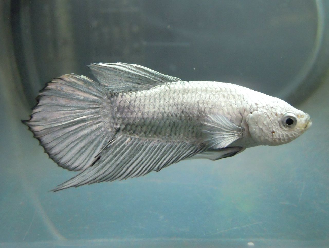 淡水魚 海水魚入荷 ペンギンビレッジぶろぐ 水中たより 有楽町店