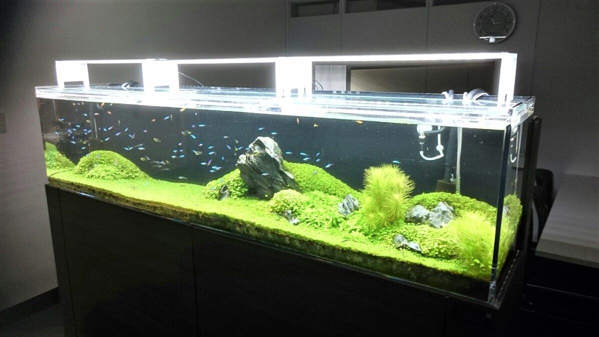 水草育成液体肥料のご紹介 ペンギンビレッジぶろぐ 水中たより 有楽町店