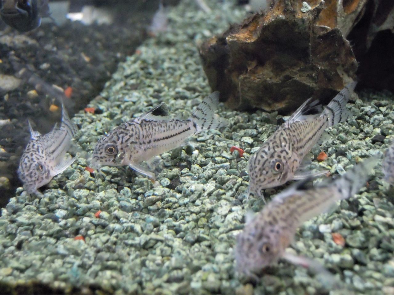 最新入荷情報 ペンギンビレッジぶろぐ 水中たより 有楽町店