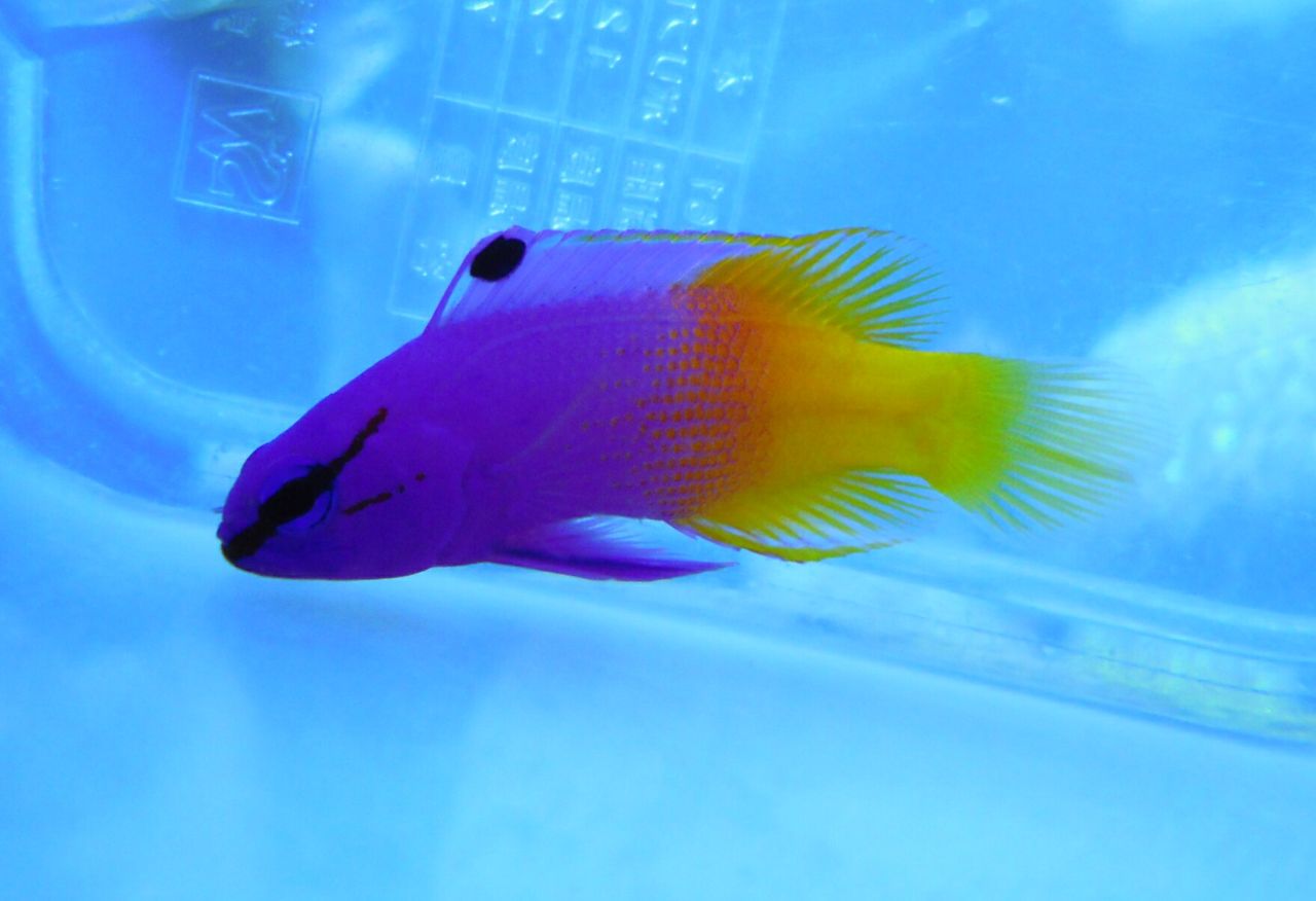 今年も残り僅かですが ペンギンビレッジぶろぐ 水中たより 有楽町店