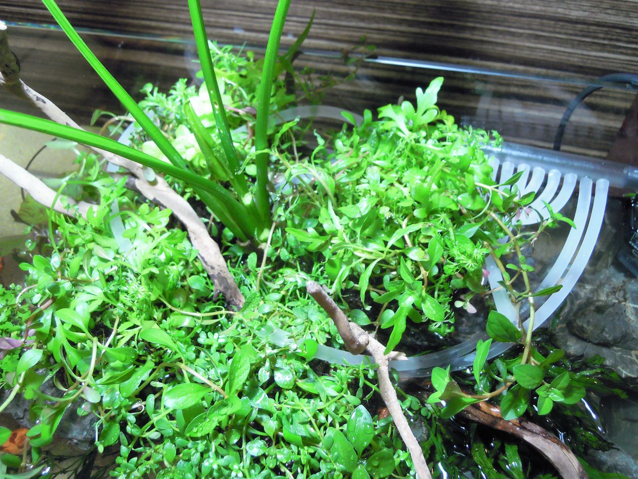 ネオグラステラ（H23）レイアウト製作例 : ～ペンギンビレッジぶろぐ