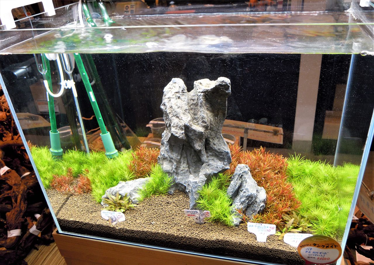 オススメ水草 ペンギンビレッジぶろぐ 水中たより 有楽町店 オススメ水草 ペンギンビレッジぶろぐ 水中たより 有楽町店