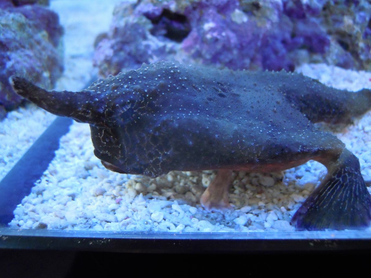 海水魚入荷情報 ペンギンビレッジぶろぐ 水中たより 有楽町店