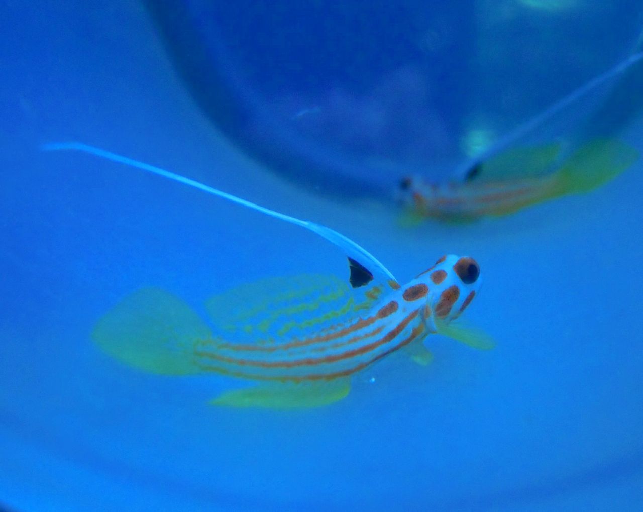 最新入荷情報 ペンギンビレッジぶろぐ 水中たより 有楽町店 最新入荷情報 ペンギンビレッジぶろぐ 水中たより 有楽町店