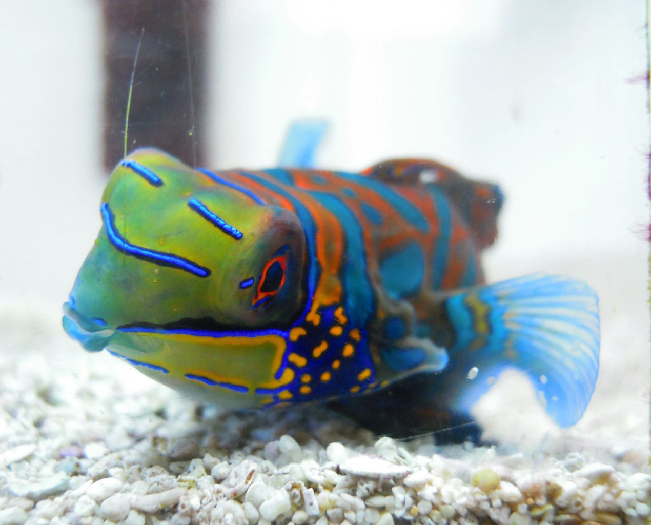 海水魚入荷 ペンギンビレッジぶろぐ 水中たより 有楽町店