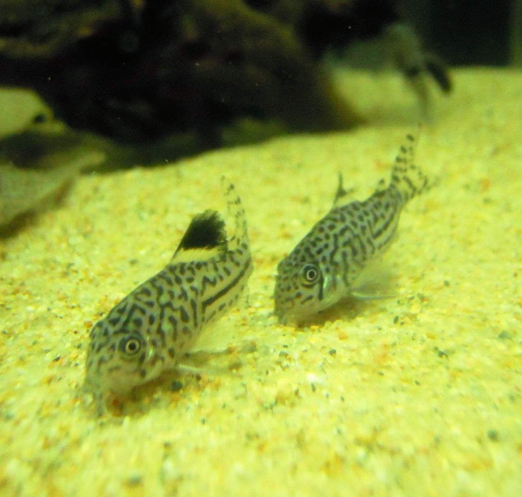 追加入荷情報 ペンギンビレッジぶろぐ 水中たより 有楽町店 追加入荷情報 ペンギンビレッジぶろぐ 水中たより 有楽町店