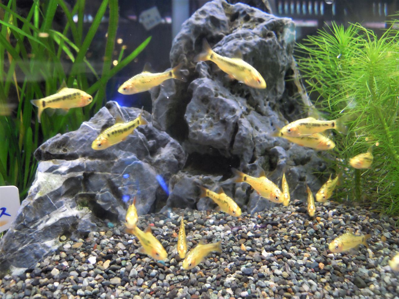 最新入荷情報 ペンギンビレッジぶろぐ 水中たより 有楽町店 最新入荷情報 ペンギンビレッジぶろぐ 水中たより 有楽町店