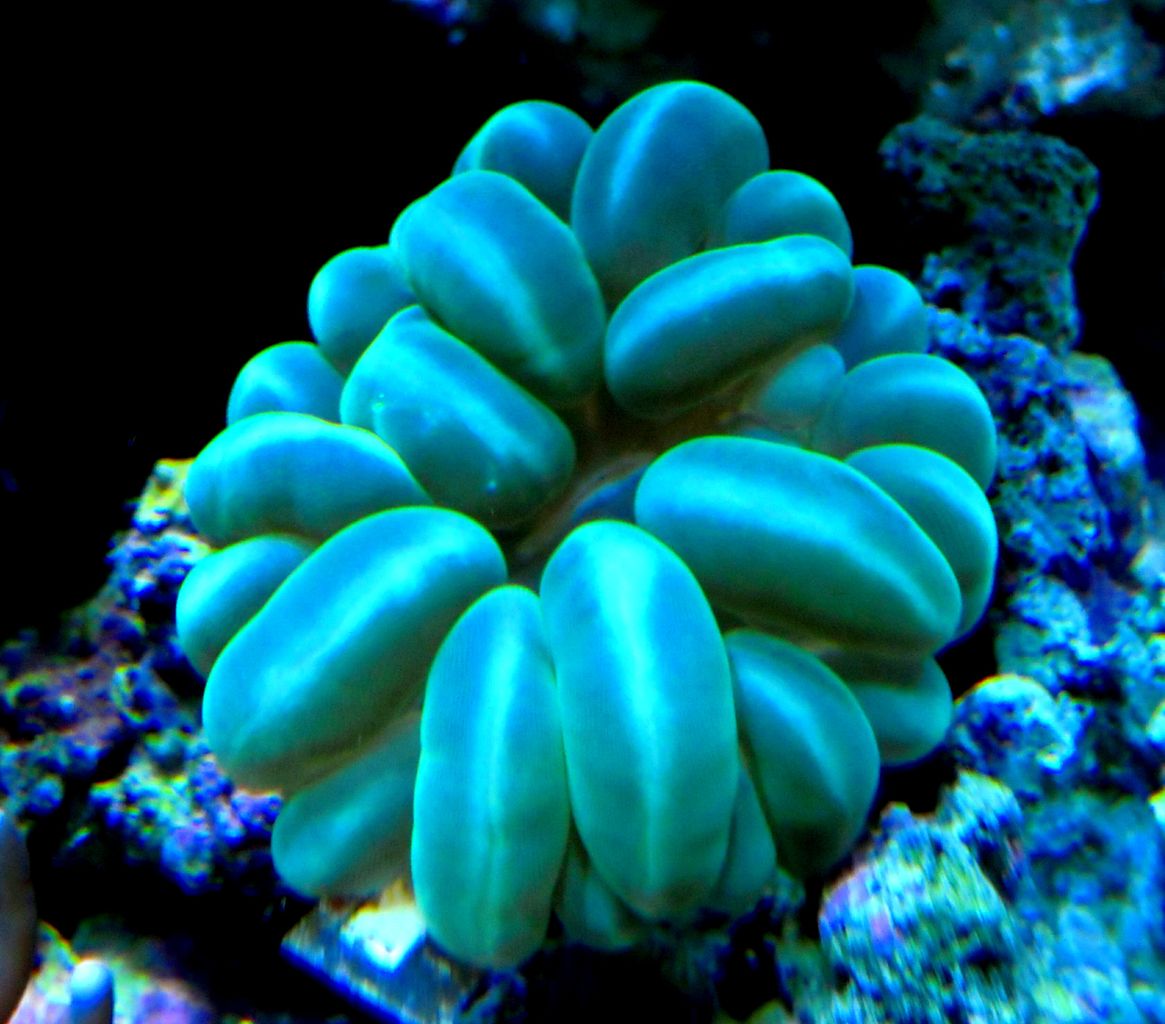 セレクト便 カレンダー入荷 ペンギンビレッジぶろぐ 水中たより 有楽町店