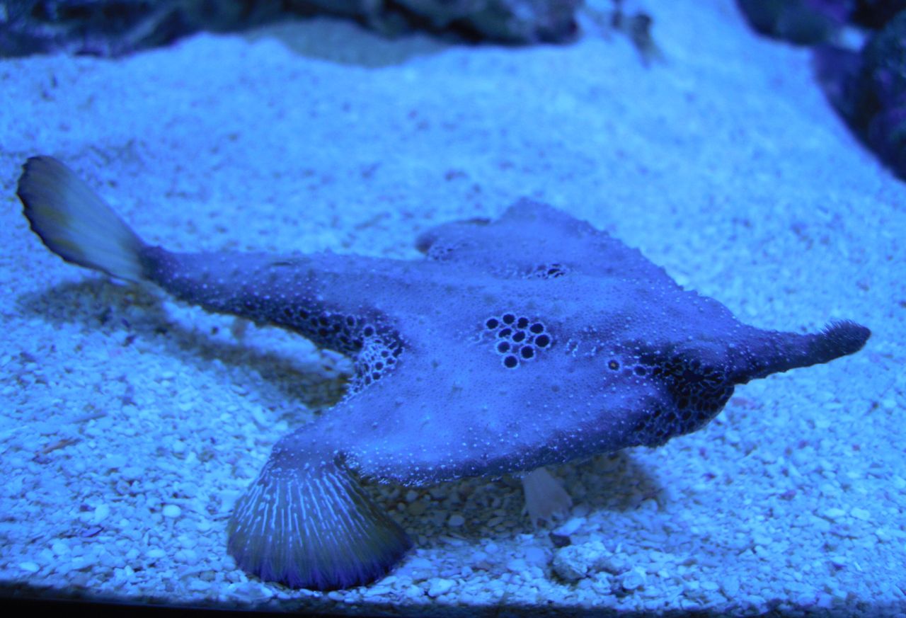 珍生物またまた入荷 ペンギンビレッジぶろぐ 水中たより 有楽町店