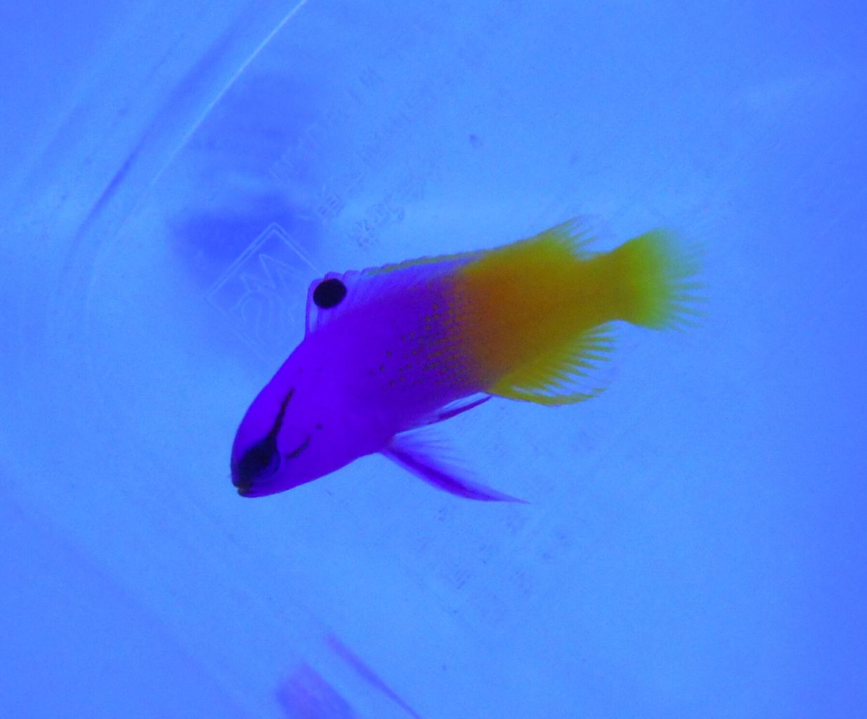 大人気金魚 ピンポンパール入荷 ペンギンビレッジぶろぐ 水中たより 有楽町店