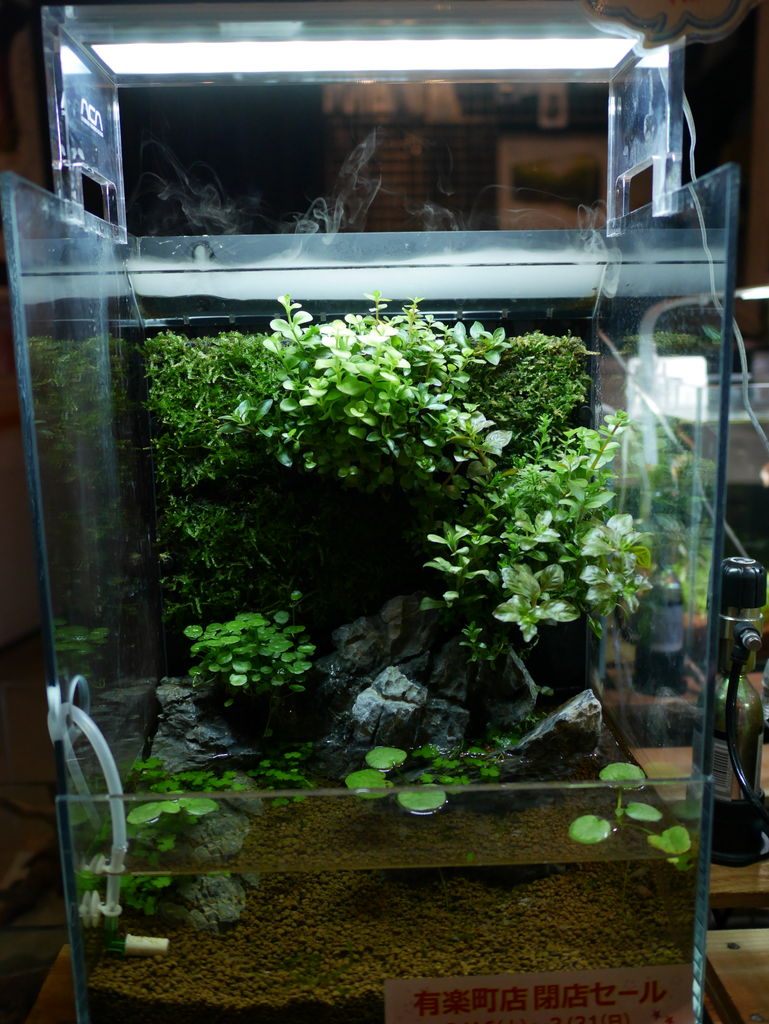 閉店セール情報 初日 ペンギンビレッジぶろぐ 水中たより 有楽町店