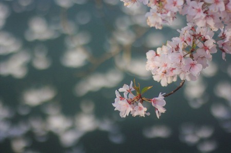 散桜
