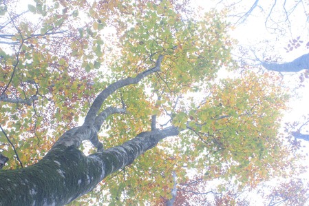 秋の便り『ブナ林残り紅葉』