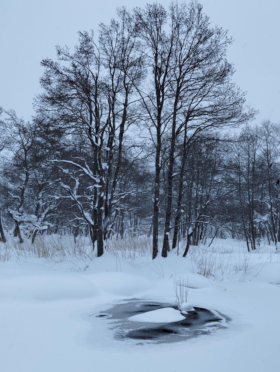 IMG_20260129_155038 (002)