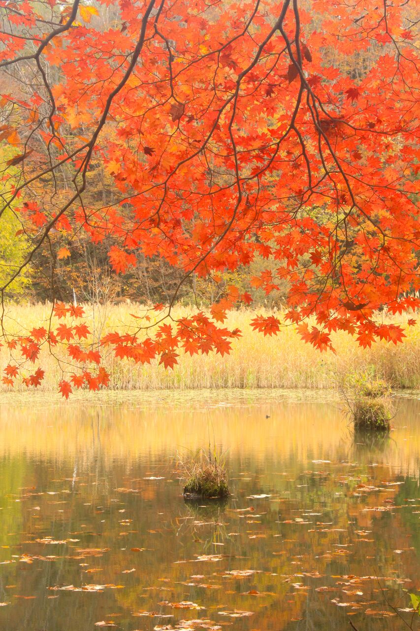 秋の便り『残り紅葉』