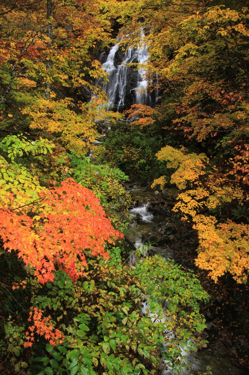 秋の便り 雨に濡れ紅葉が綺麗 今日のそら